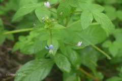 Cleome rutidosperma